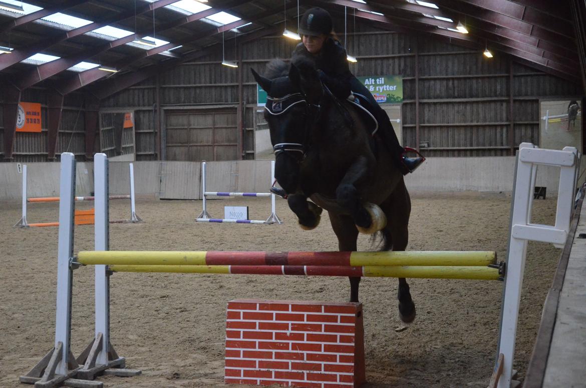 Oldenborg Asterix Pizziricco *MIN ENGEL<3* - Bassen til springtræning<3 December 2013 *Foto: Anja* billede 26