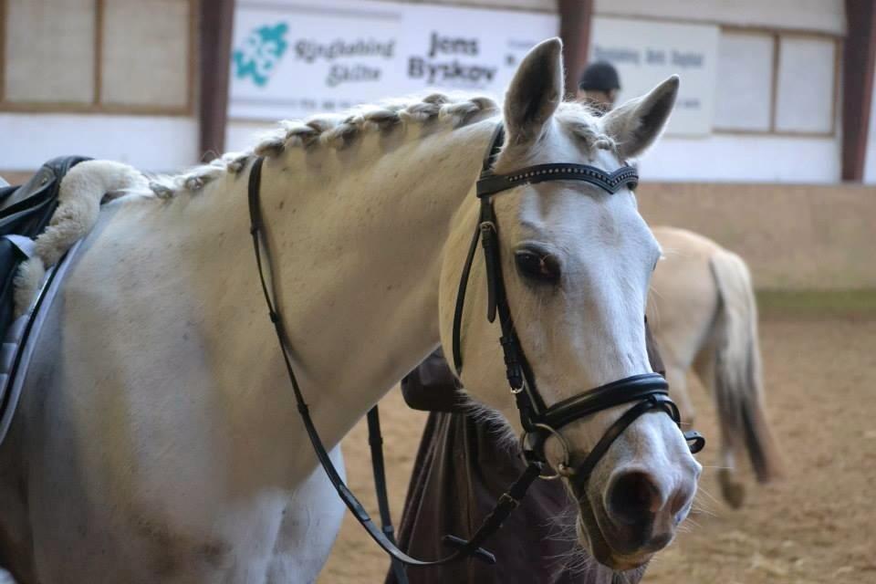 Anden særlig race Meritza - PriNSeSseN<3 - Første stævne :)) billede 11