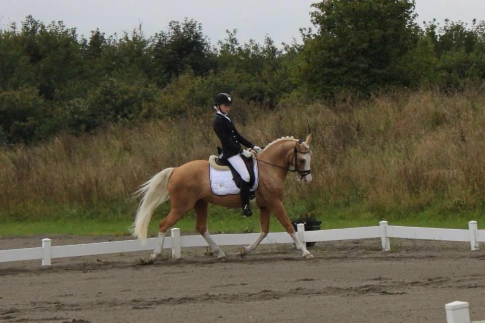 Palomino Berlinetto B-pony! - Berlinetto og jeg til distriksmesterskaberne for hold. Vi blev samlet nr. 3 billede 8