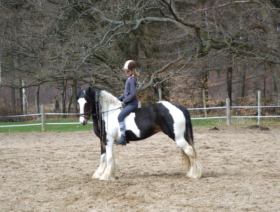 Irish Cob Shadow - 27. april 2013 billede 11