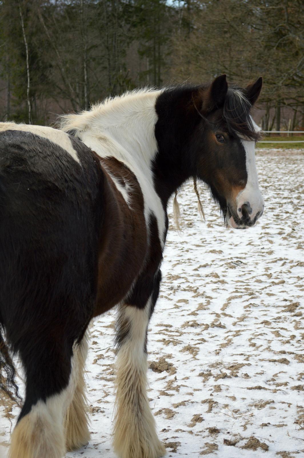 Irish Cob Shadow - Aller sødest udtryk og aller sødeste pony<3 7. december 2013 billede 6