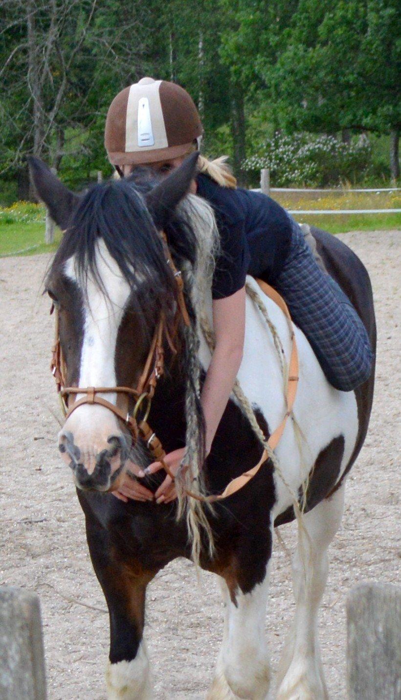 Irish Cob Shadow billede 12