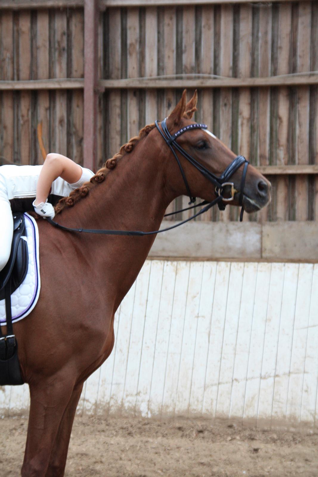 Dansk Varmblod Brunhøjgård´s Zurprise billede 4