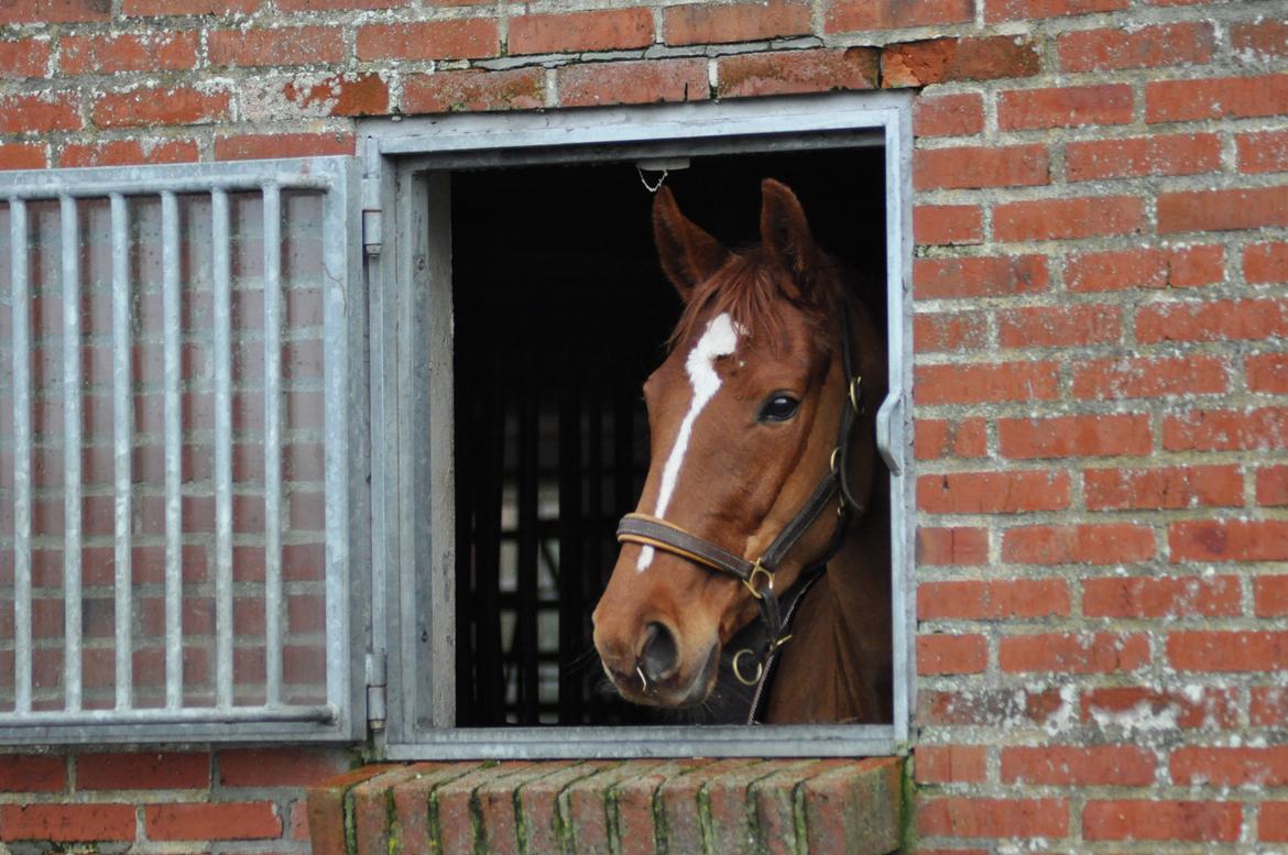 Tysk Oldenburger Meldgårds princesse chakira billede 23