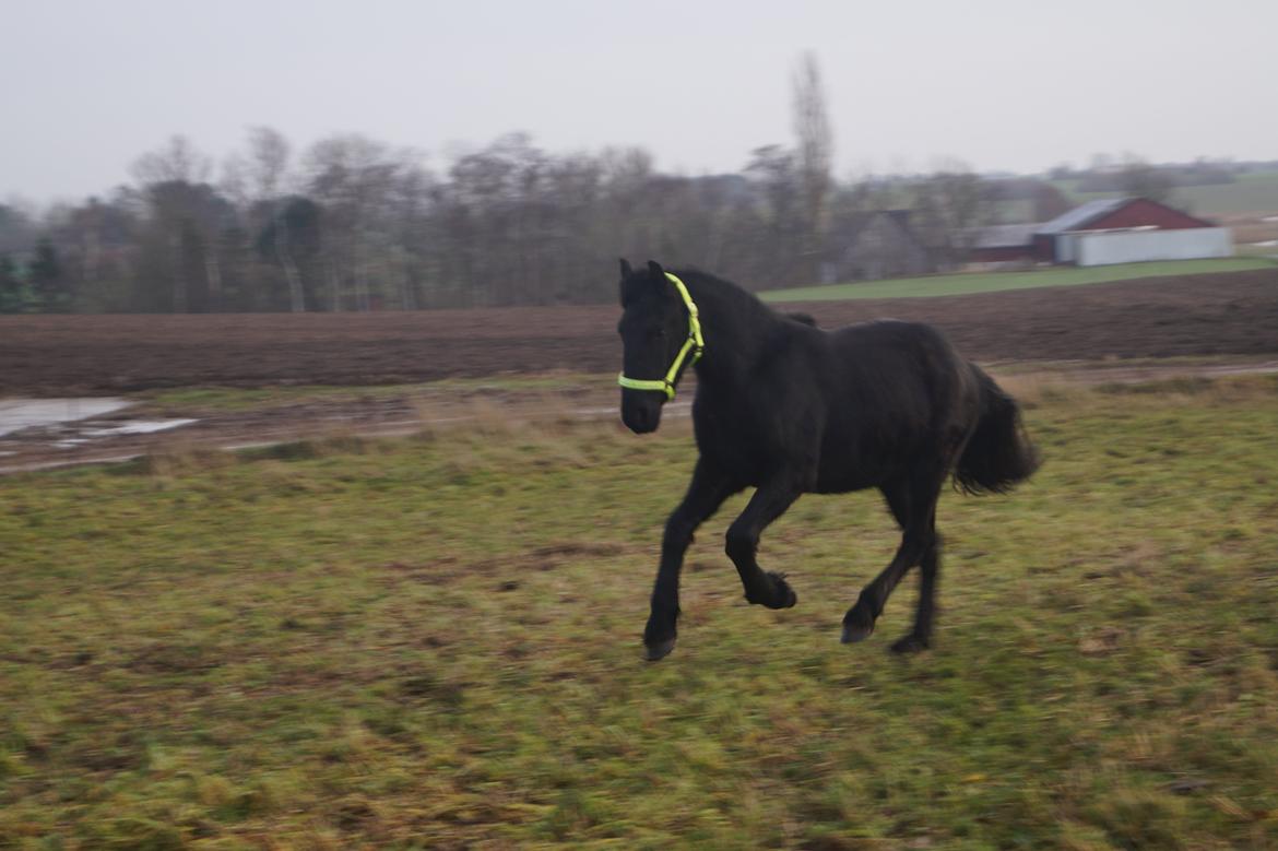 Barockpferd Ingemanns hector - Weeeee! Lækker galop!<3 billede 11