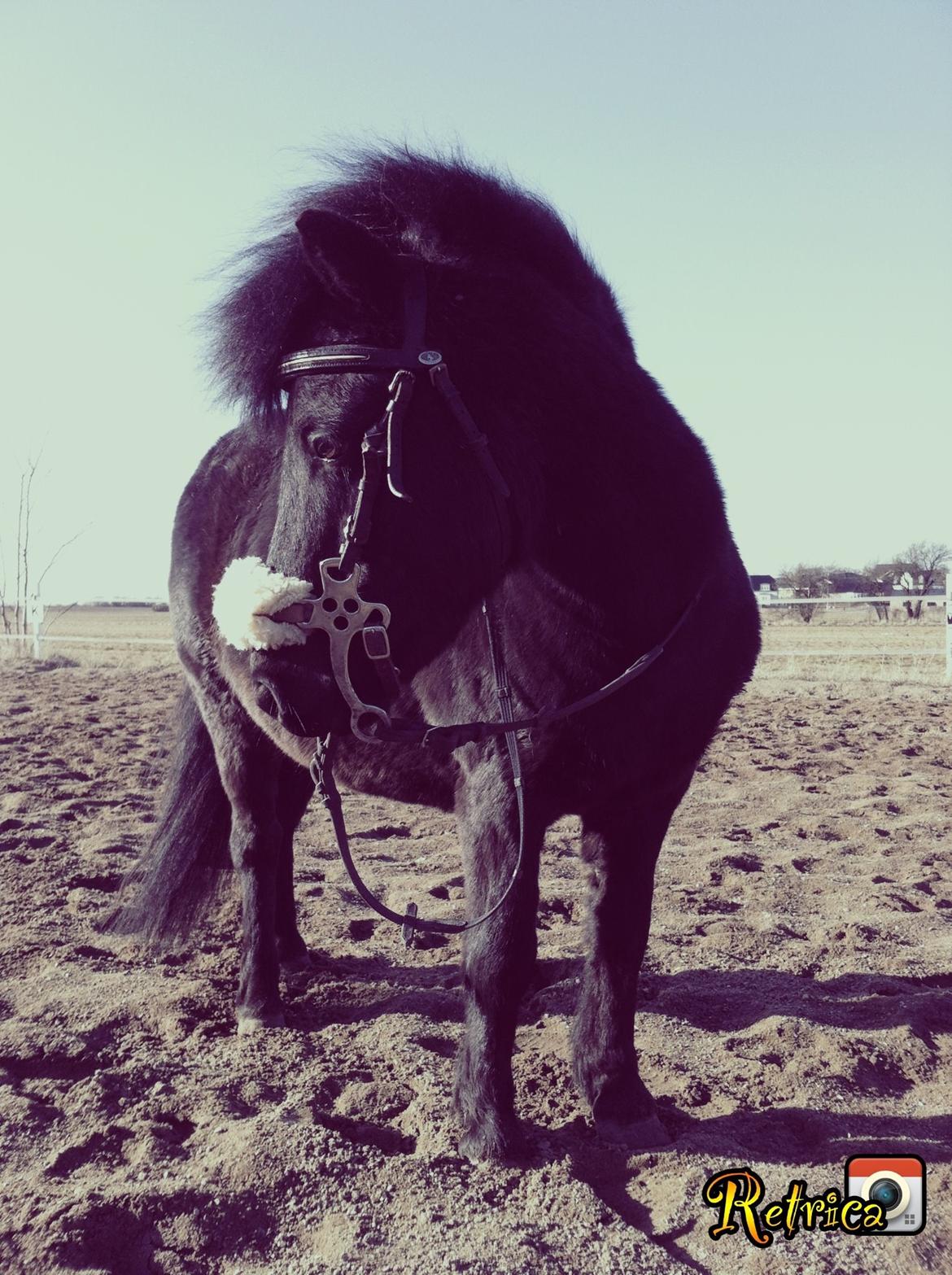 Shetlænder Kærholms Fie - 3 ord, 12 bogstaver, 4 vokaler, en betydning… Jeg elsker dig. <3
 billede 3