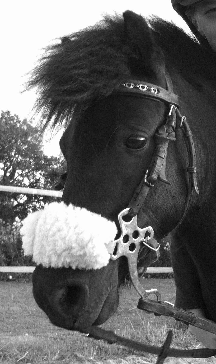 Shetlænder Kærholms Fie - All those who said that diamonds are a girls best friend, has never had a horse!  billede 1