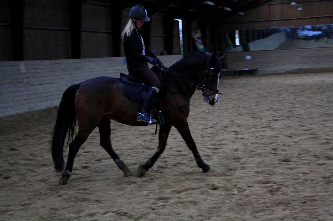 Tysk Sportspony Dorina - prinsessen  i dressur <3
 billede 5