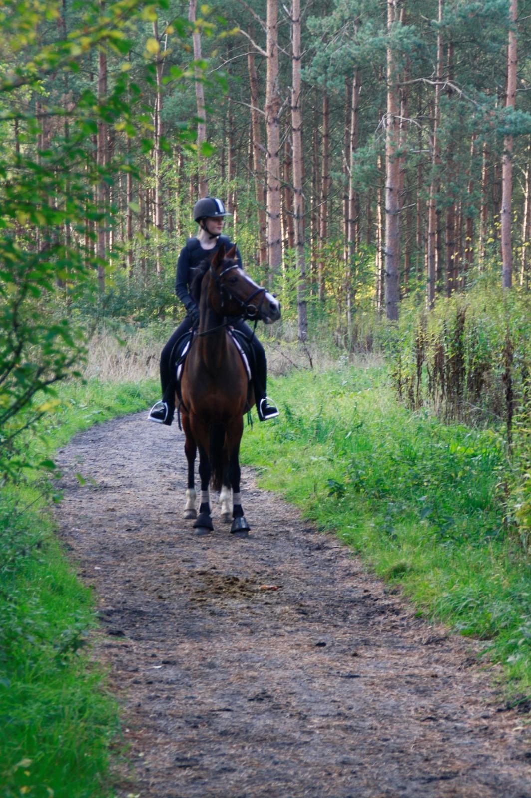 Tysk Sportspony Dorina - velkommen til Dona's profil vi ville blive glade hvis i ville give os en bedømmelse og lige smide en kommentar på vejen. :) billede 1