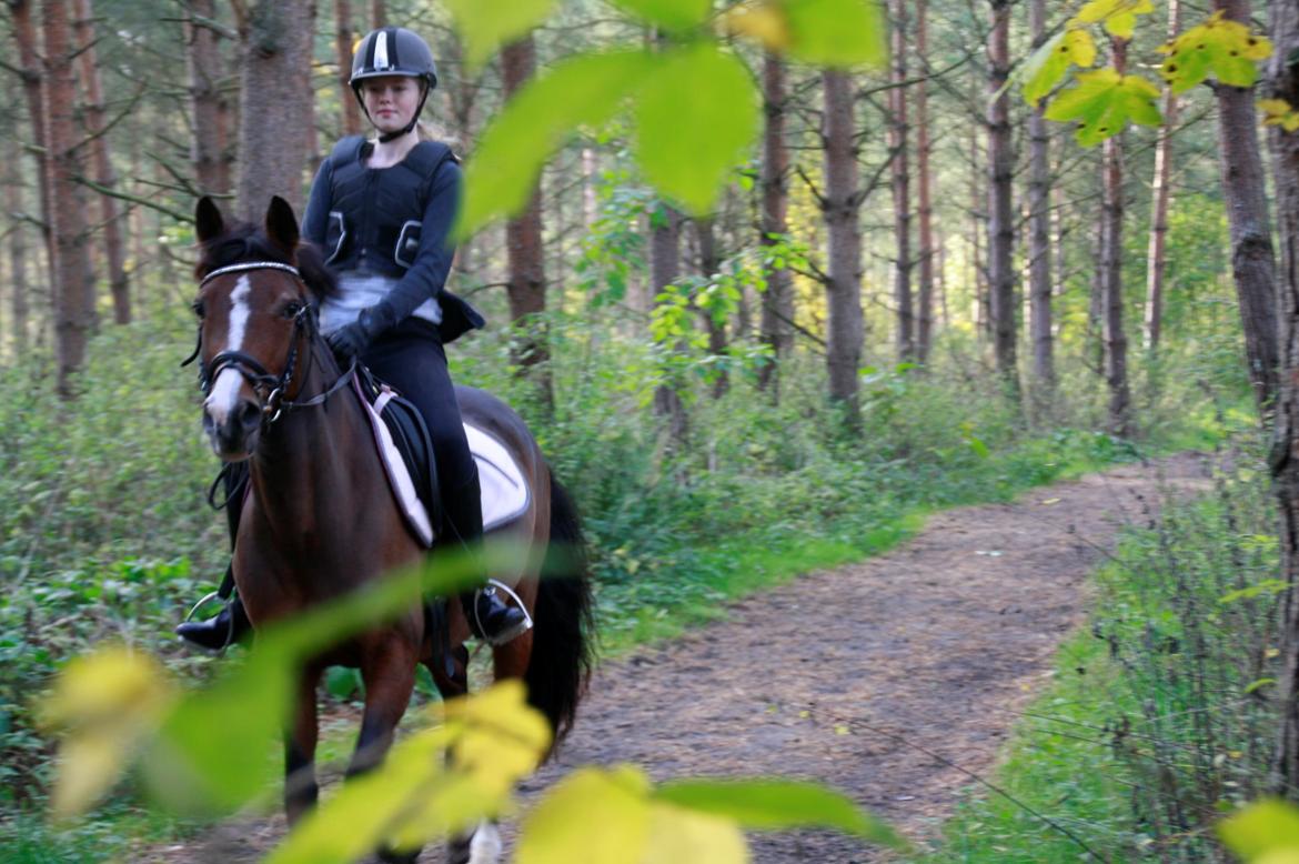 Tysk Sportspony Dorina - skoven igen :) billede 11
