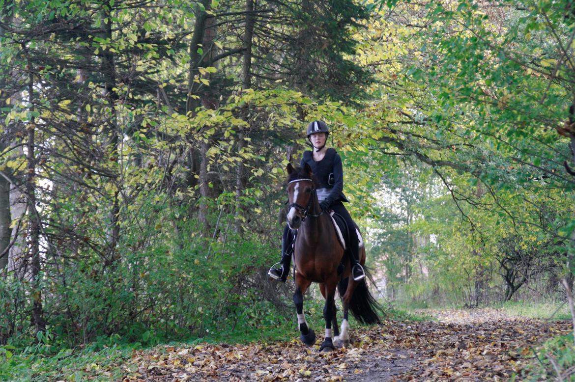 Tysk Sportspony Dorina - den bedste skov tur på hende :) billede 7