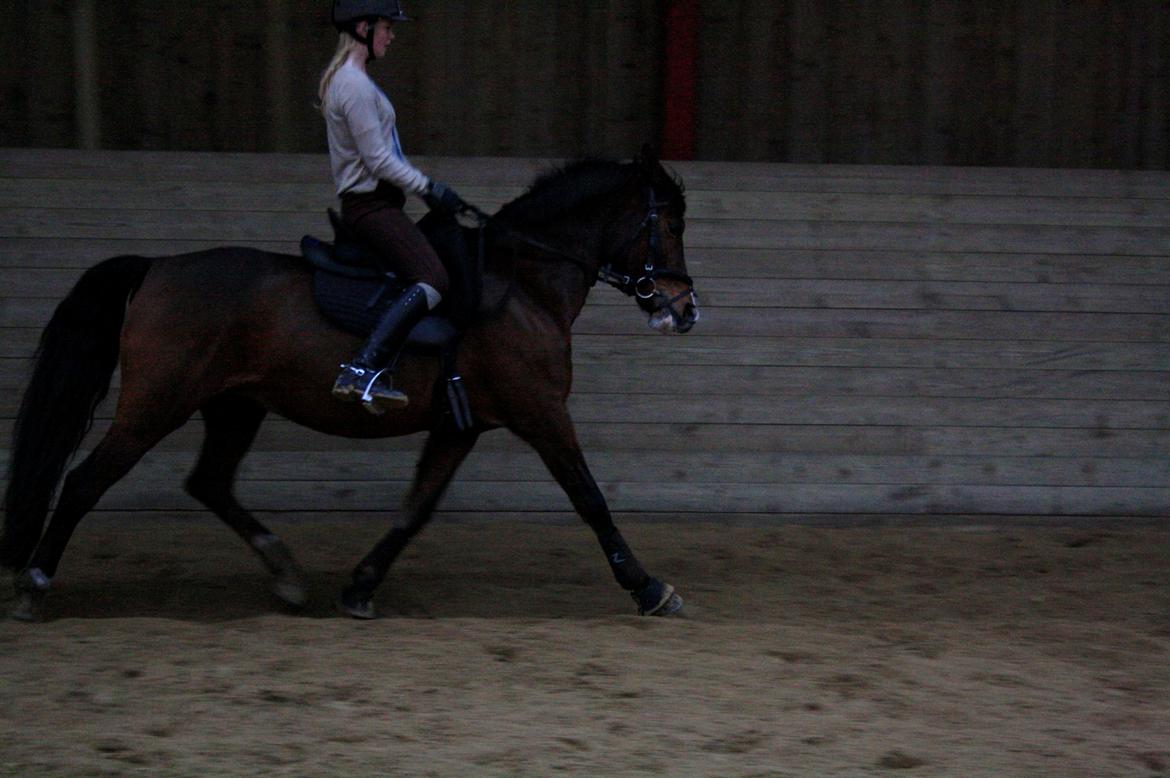 Tysk Sportspony Dorina - Dona i sin fine fri trav <3 billede 10