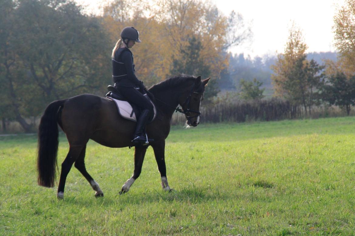 Tysk Sportspony Dorina - du er den bedste at ride dressur på :) billede 13