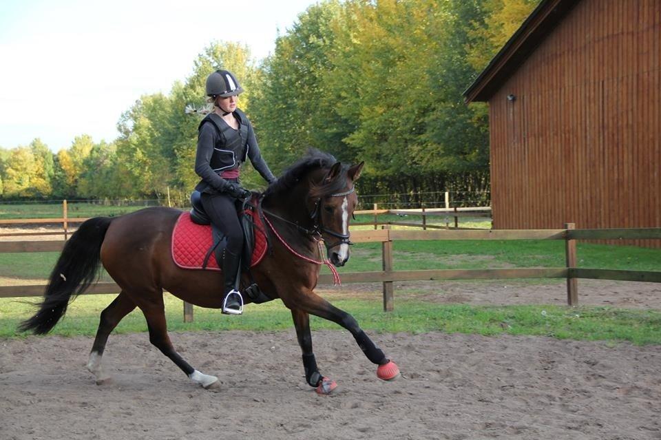 Tysk Sportspony Dorina - du var den bedste den dag, elsker dig :) billede 3