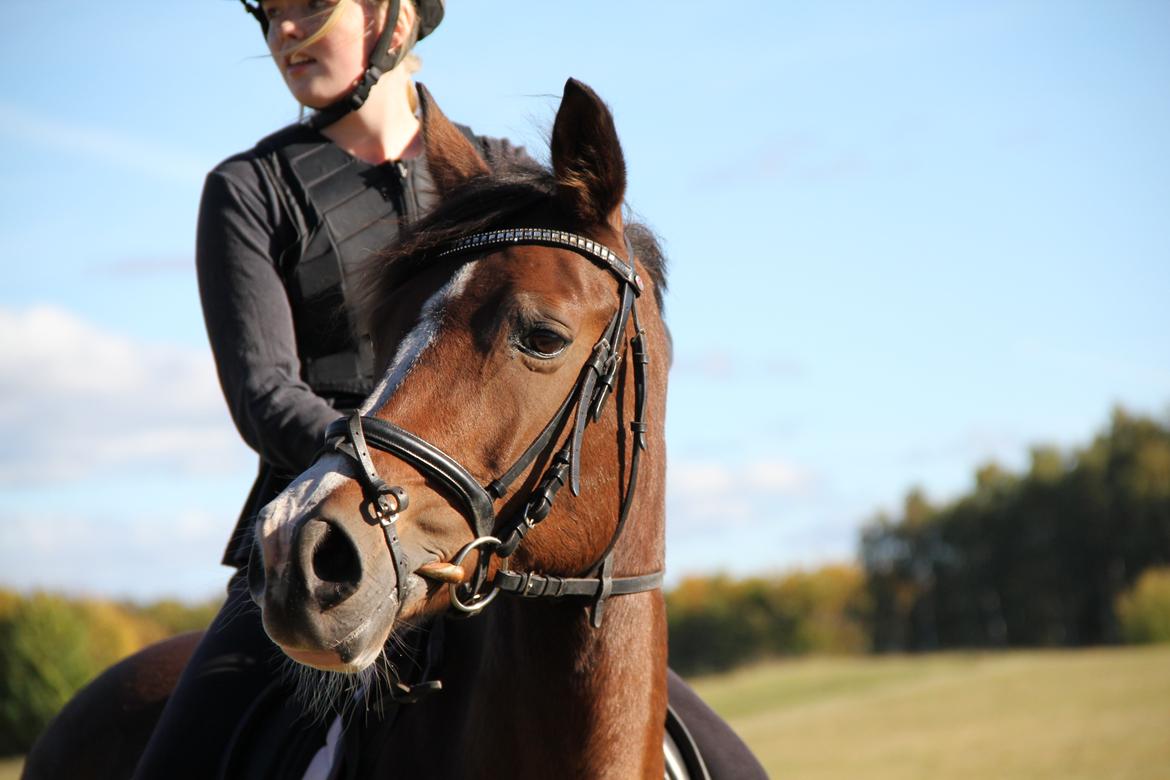 Tysk Sportspony Dorina - du den smukkeste pige jeg kender :) billede 19