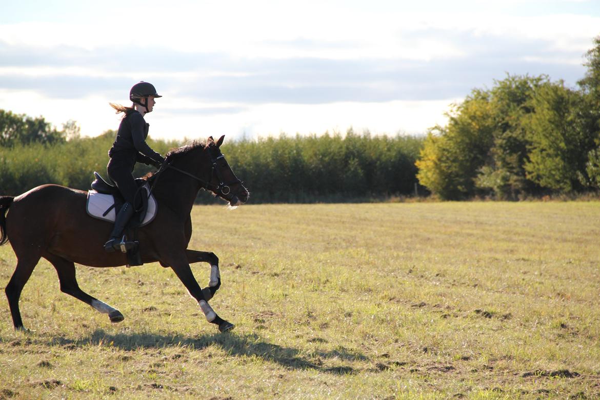 Tysk Sportspony Dorina - galop på marken :) billede 16
