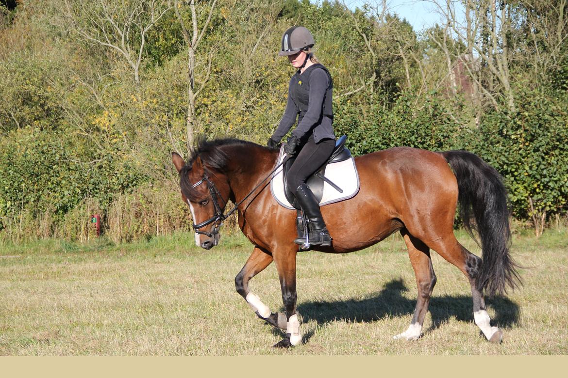 Tysk Sportspony Dorina - elsker at ride dressur på dig :) billede 6