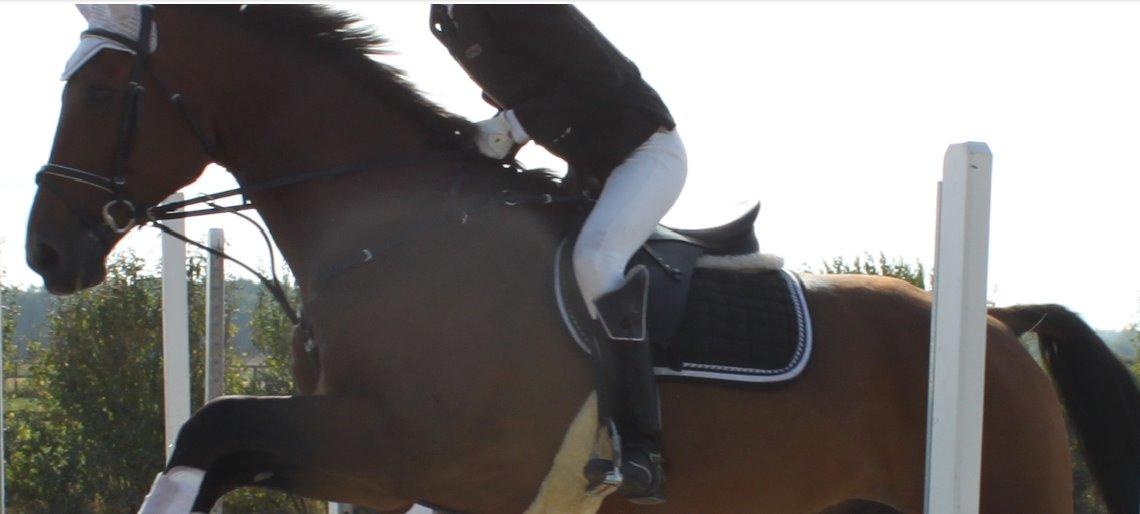 Dansk Varmblod Reynaldo *Stjernehesten* *På genoptræning* - Hop hop, lækre fyr! billede 2