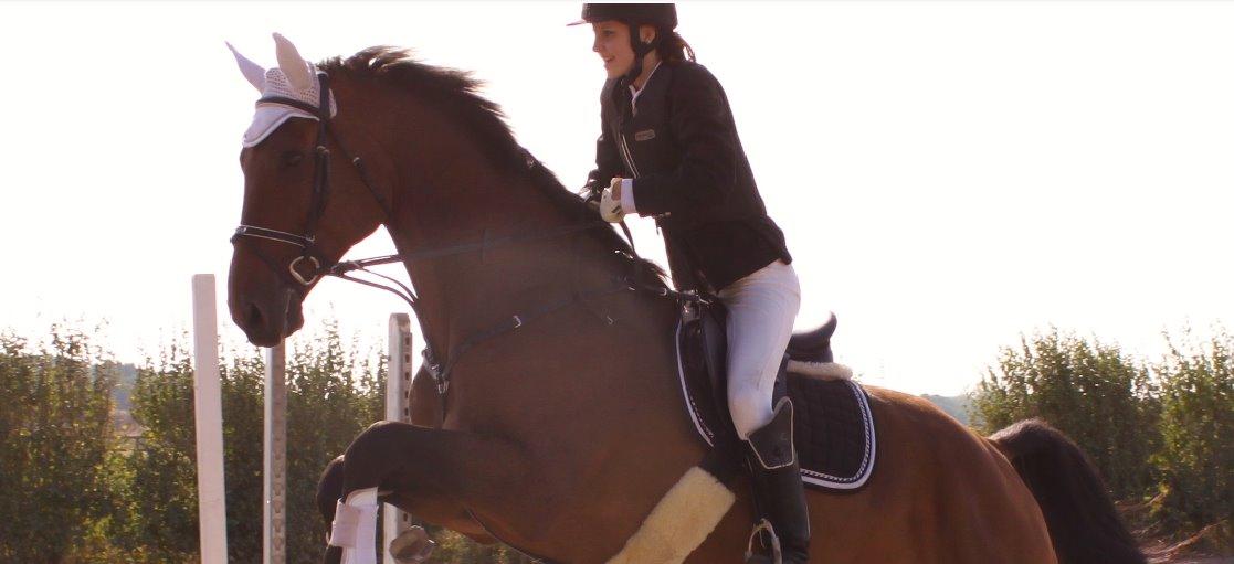 Dansk Varmblod Reynaldo *Stjernehesten* *På genoptræning* - Velkommen til Ranaldo's profil - de fleste billeder er lidt gamle , der kommer snart nye! Håber i tager godt imod ham! <3 billede 1