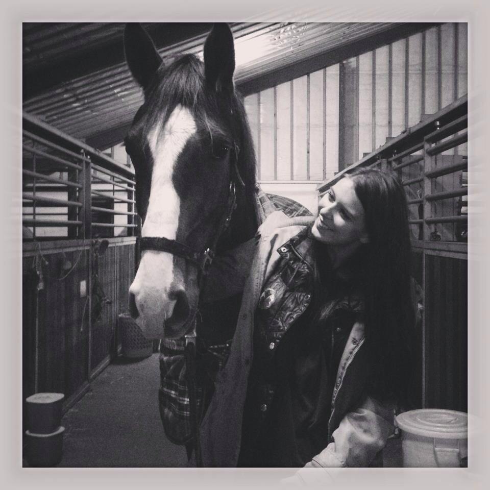 Dansk Varmblod Red Romance billede 3