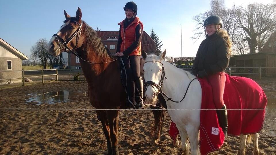 Dansk Varmblod Red Romance - Red Romance og Cerutti :) Sikke en størrelses forskel.  billede 4