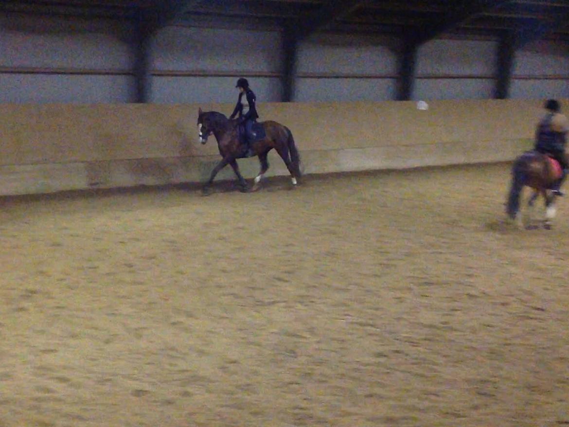 Dansk Varmblod Red Romance billede 5