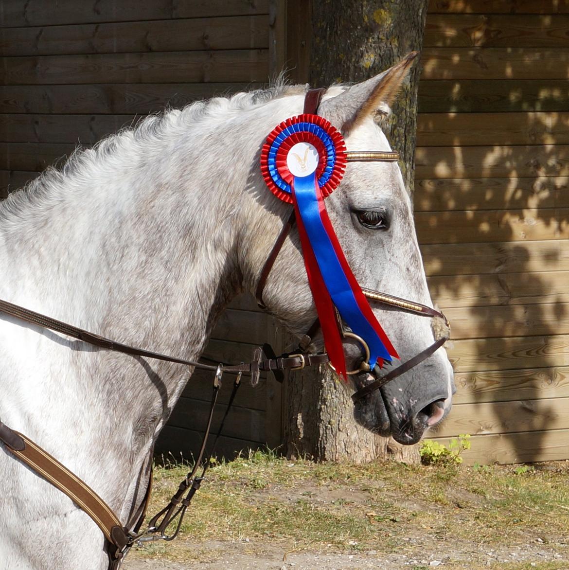 Anden særlig race Blue Fancy (Lille Grå) - 18. FAK stævne hun er bare så smuk!!<3 :-O billede 18