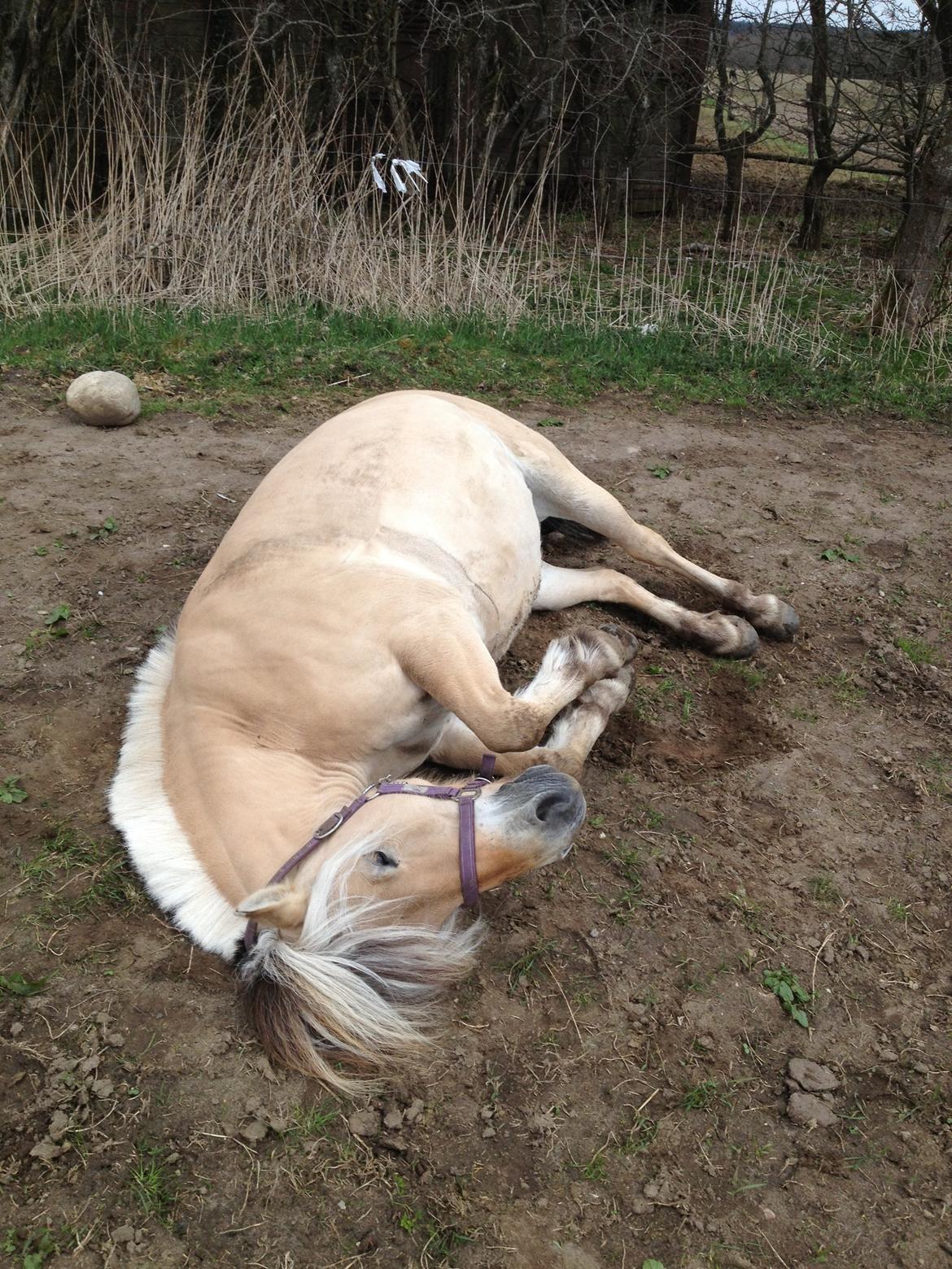 Fjordhest Fanta billede 21