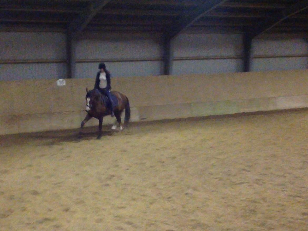 Dansk Varmblod Red Romance billede 6