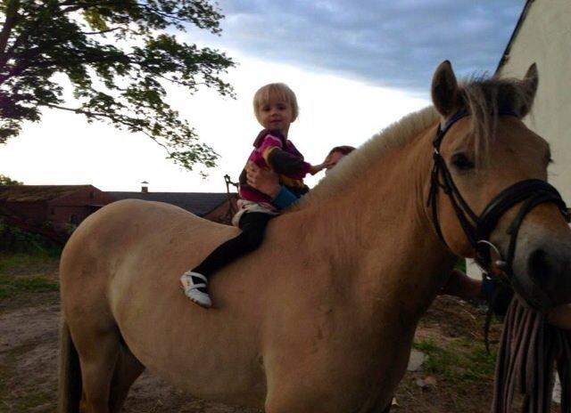 Fjordhest Oscar Vårby billede 46