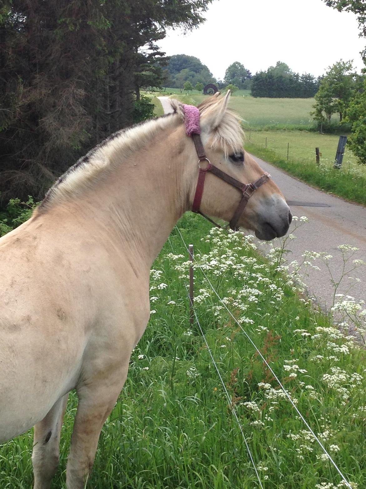 Fjordhest Jasper Pride billede 41