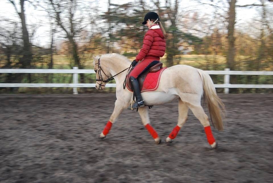 DSP Vejlebro´s Stella  billede 2