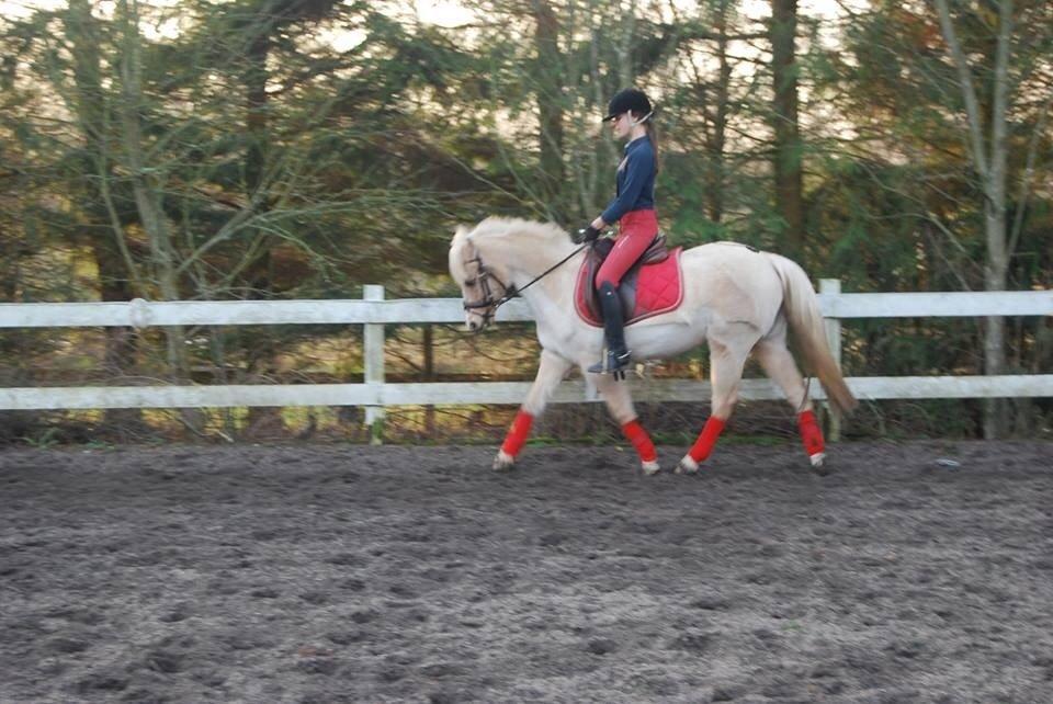 DSP Vejlebro´s Stella  billede 3