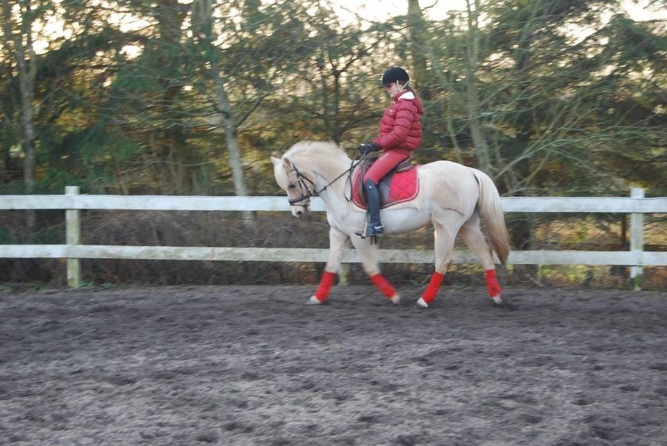 DSP Vejlebro´s Stella  billede 4