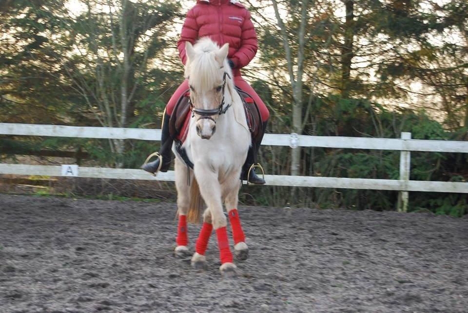 DSP Vejlebro´s Stella  billede 1