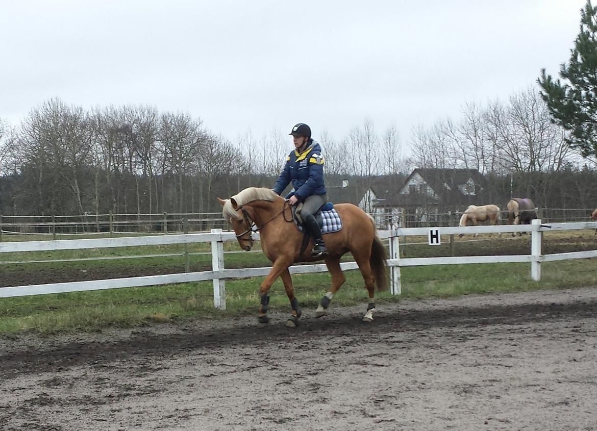 Palomino Golden Is Our Motto - Træning med Ronni Rasmussen :-) billede 11