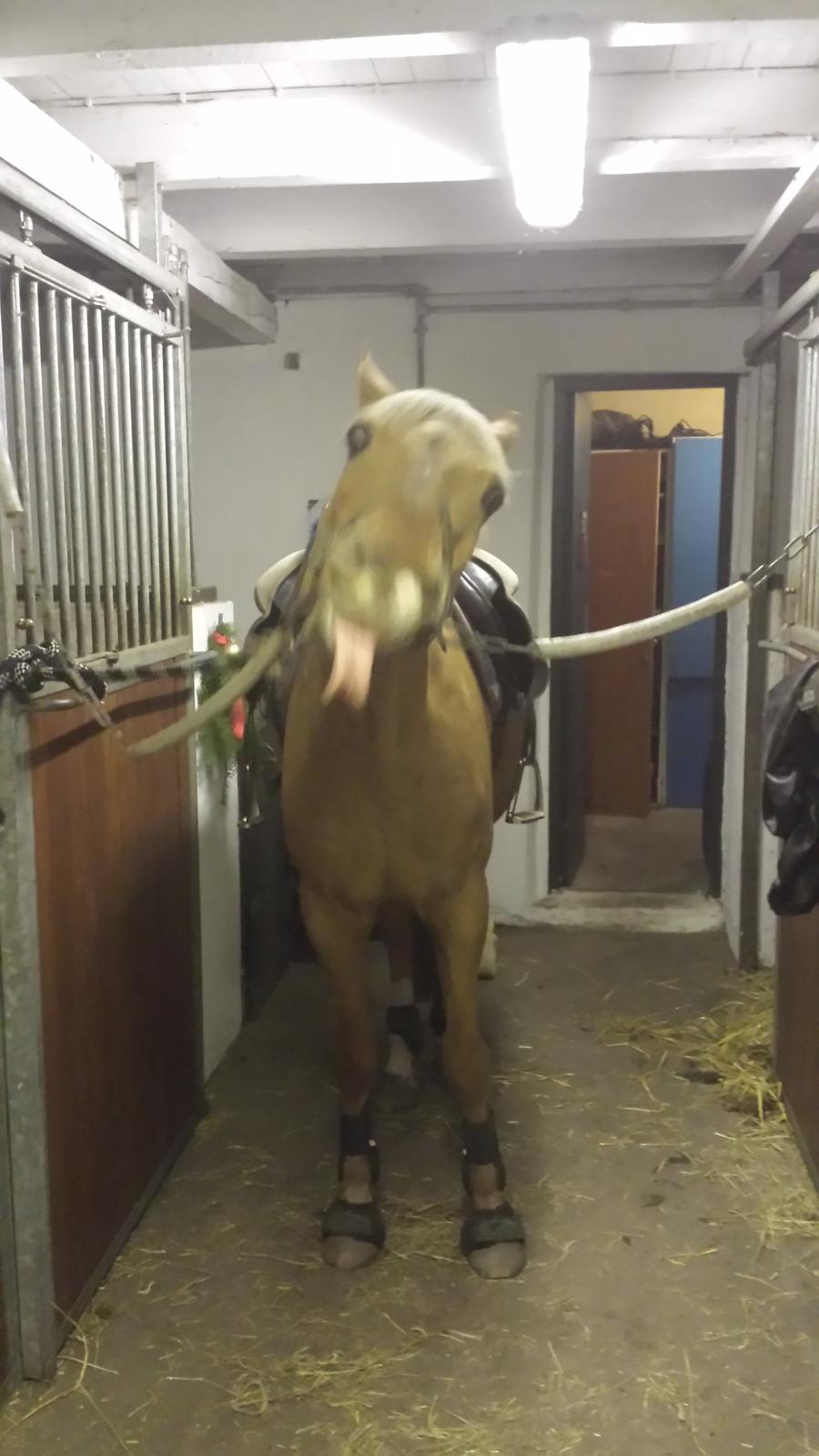 Palomino Golden Is Our Motto - Bølle.... billede 12