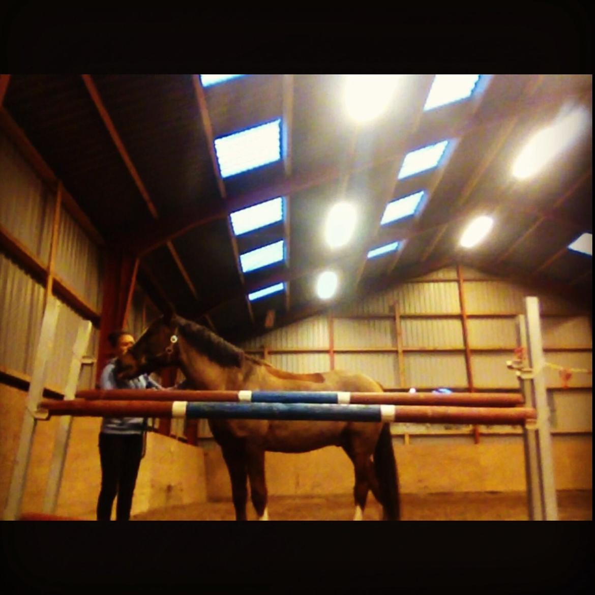 DSP Firhøjs Papillon - Løstspringning  billede 4