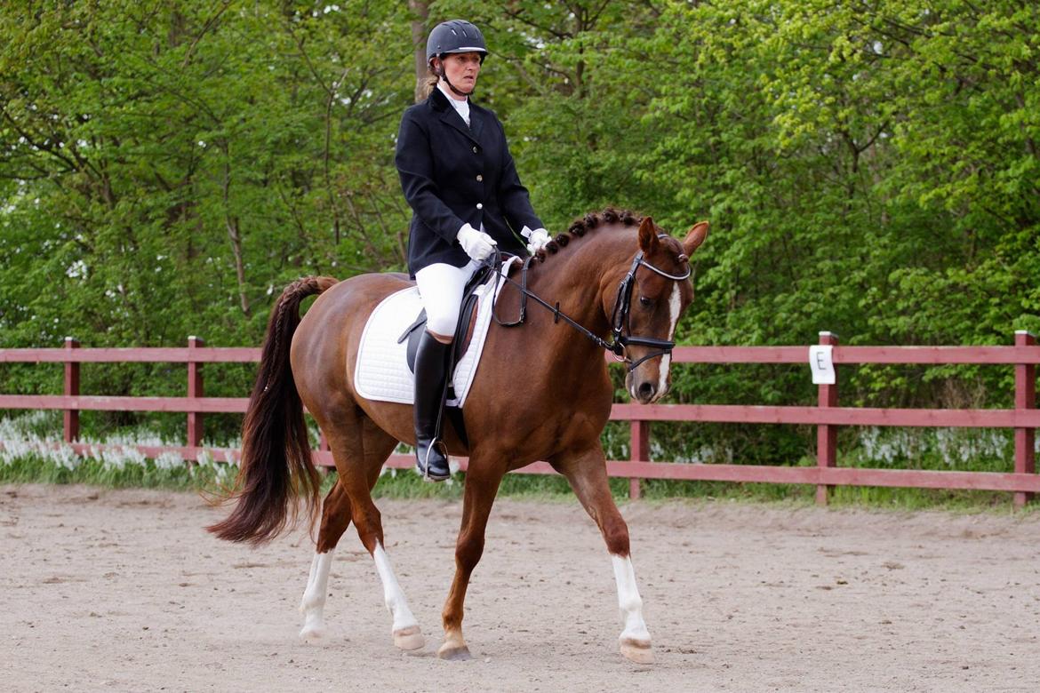 DSP Firhøjs Papillon - For sjov stævne på gården. Papis ejer og Papi rider dressur. billede 5