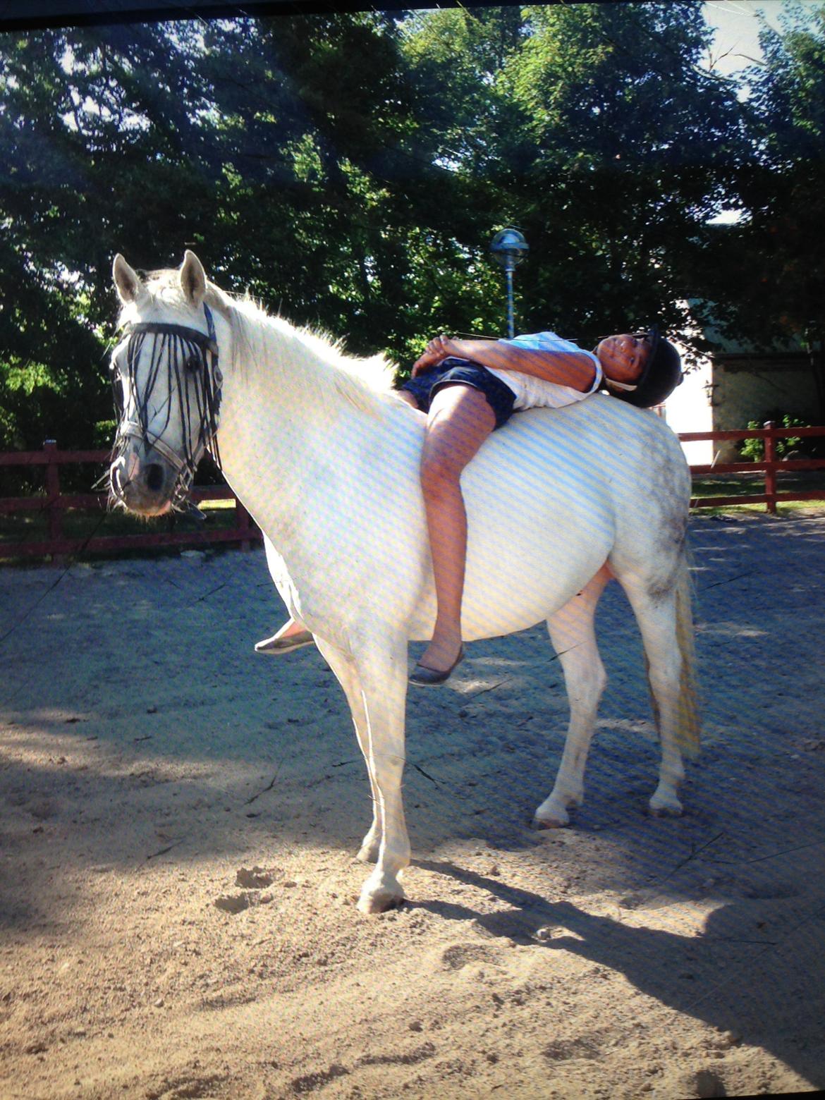 Anden særlig race Pepito my only one! <3 billede 28