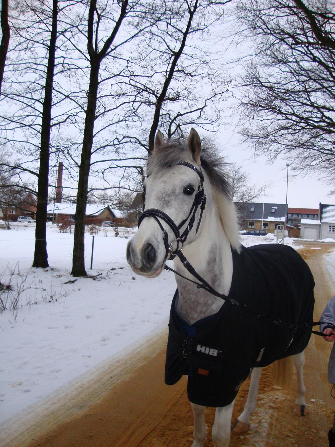 Anden særlig race Pepito my only one! <3 billede 29