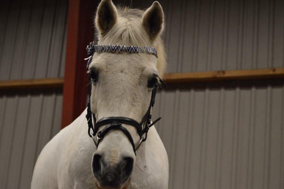 Anden særlig race Pepito my only one! <3 billede 30