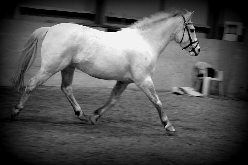 Anden særlig race Pepito my only one! <3 billede 31