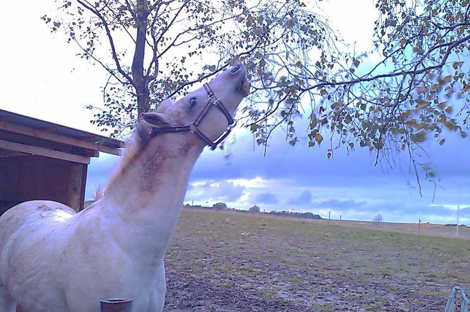 Anden særlig race Pepito my only one! <3 billede 34