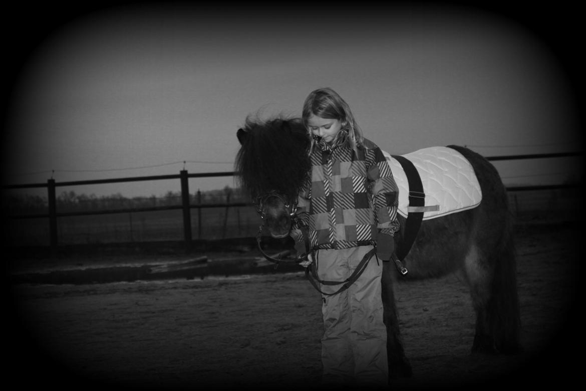 Knabstrupper Gizmo [min søsters pony] - Foto: Ceilie (storesøster) billede 1