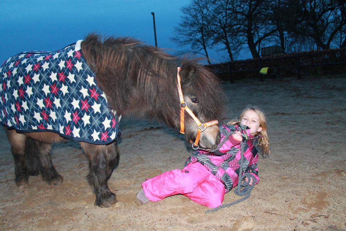 Knabstrupper Gizmo [min søsters pony] - Skøre pony <3 Foto: Ceilie (storesøster) billede 4
