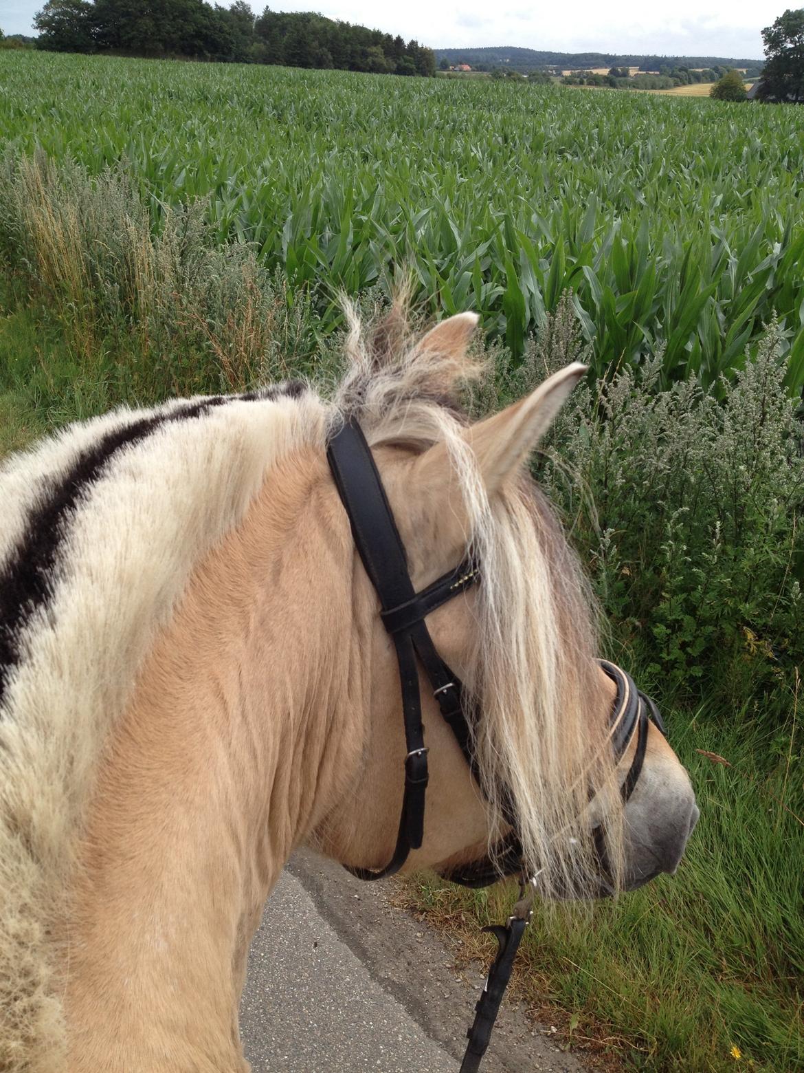 Fjordhest Fanta billede 25