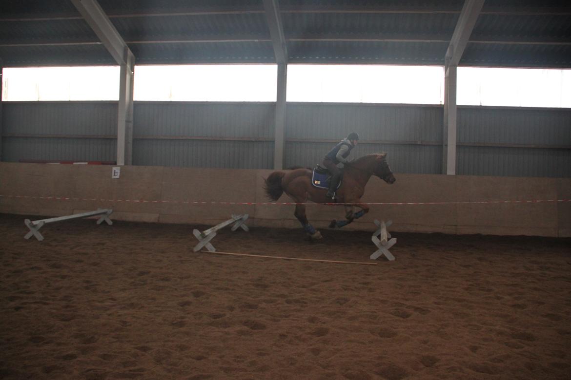 Welsh Cob (sec D) Valhallas Lord Matrafal billede 39