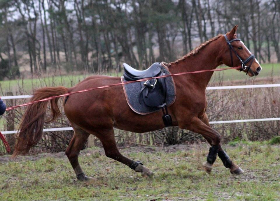 Frederiksborg Lia Toftedal •RIP• billede 10