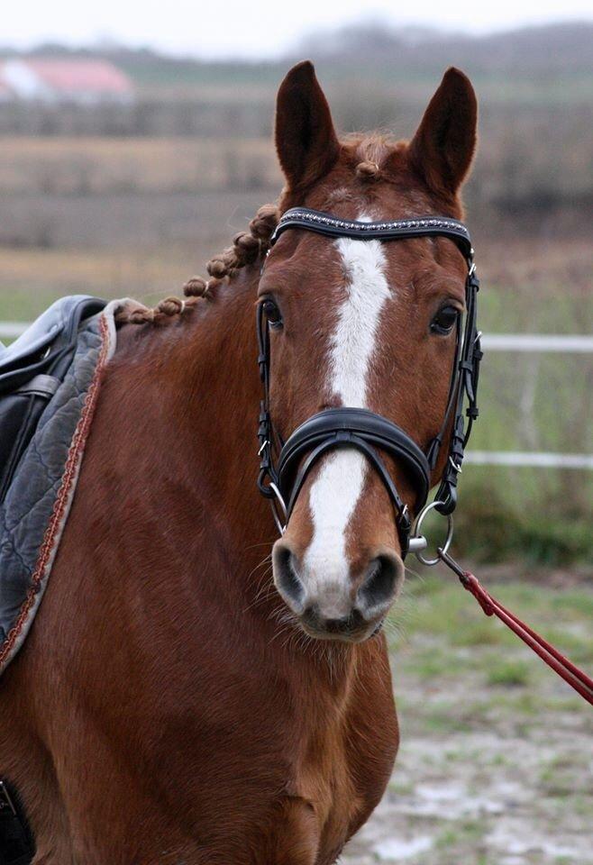 Frederiksborg Lia Toftedal •RIP• billede 3